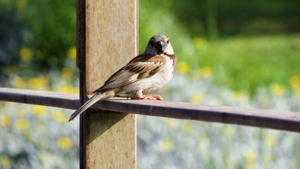 burung pipit berhampiran rumah 
