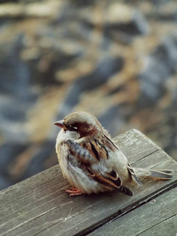 seekor burung pipit sedang duduk 