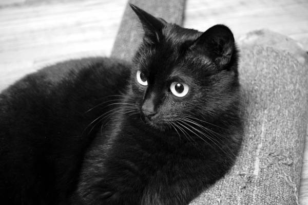 kucing hitam 