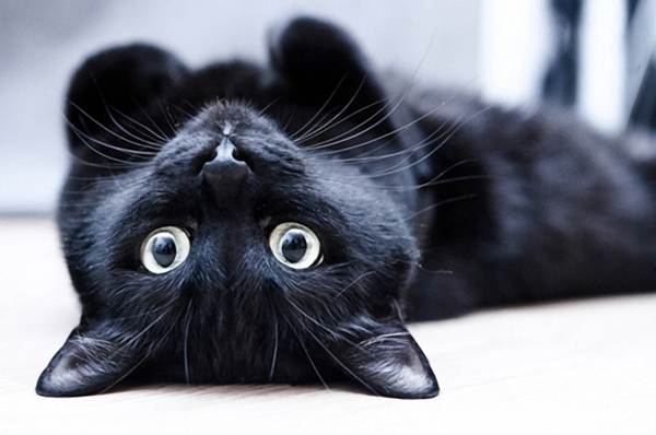 kucing hitam 
