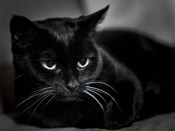 Kucing hitam melintasi jalan 